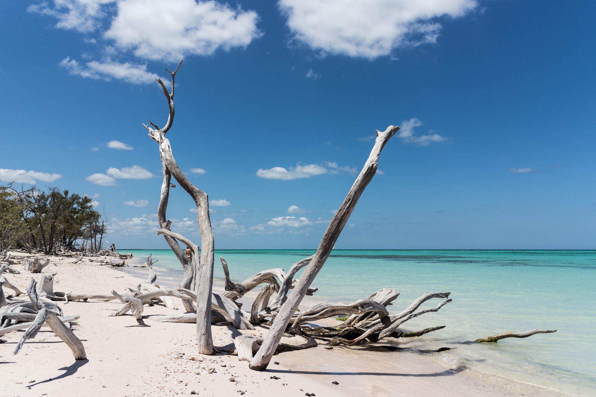 White tree branch sculptures on a white sand beach