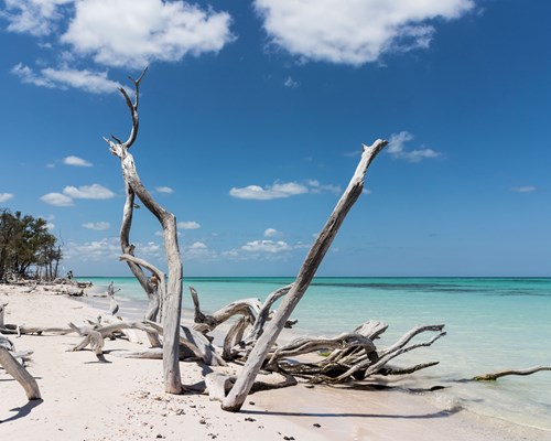 White tree branch sculptures on a white sand beach