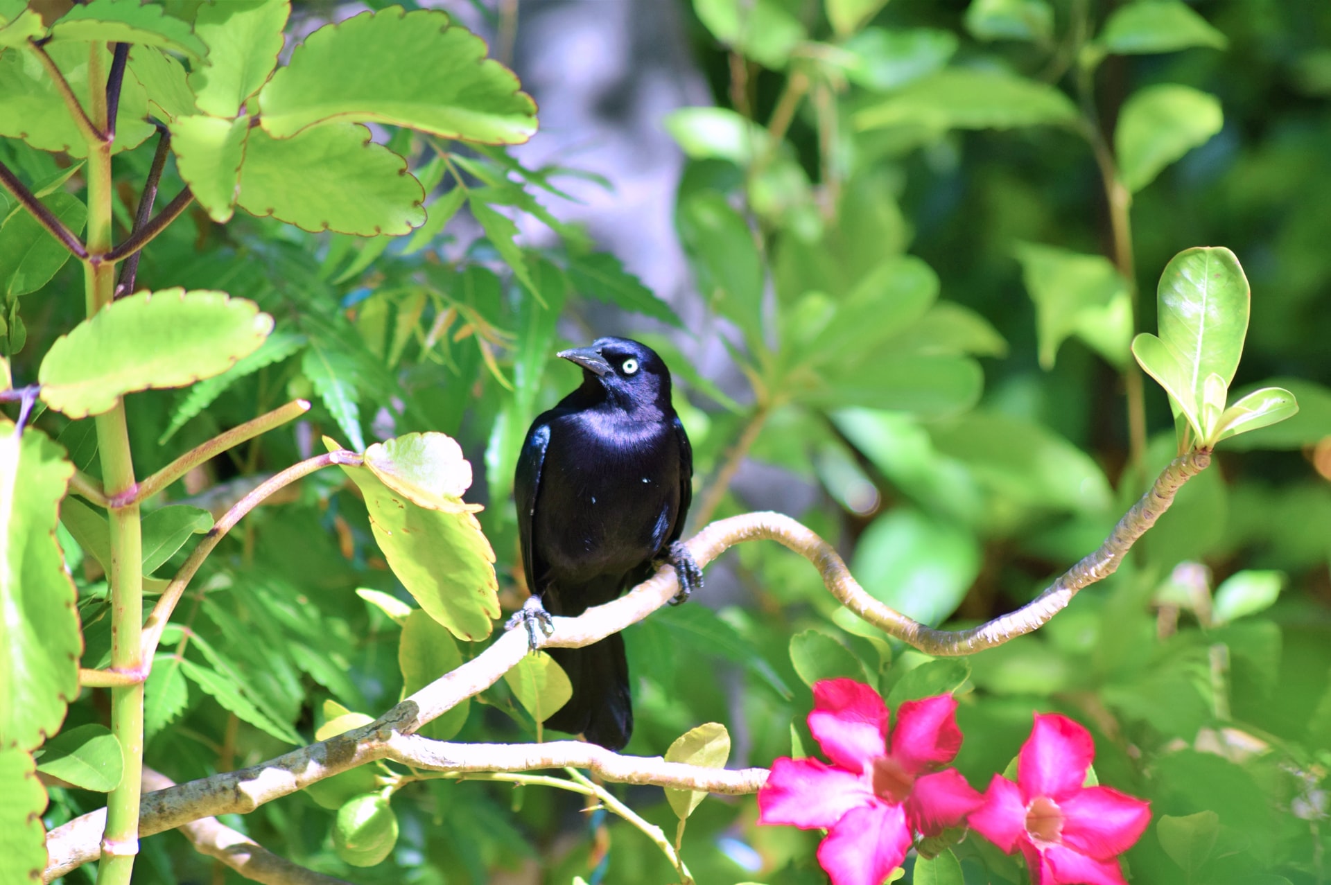 Black Bird sitting in a tree in Barbados