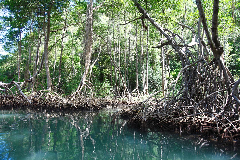 Mangroves at Laguna Ggi-Gri lake 