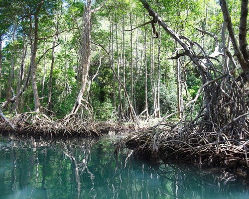 Mangroves at Laguna Ggi-Gri lake