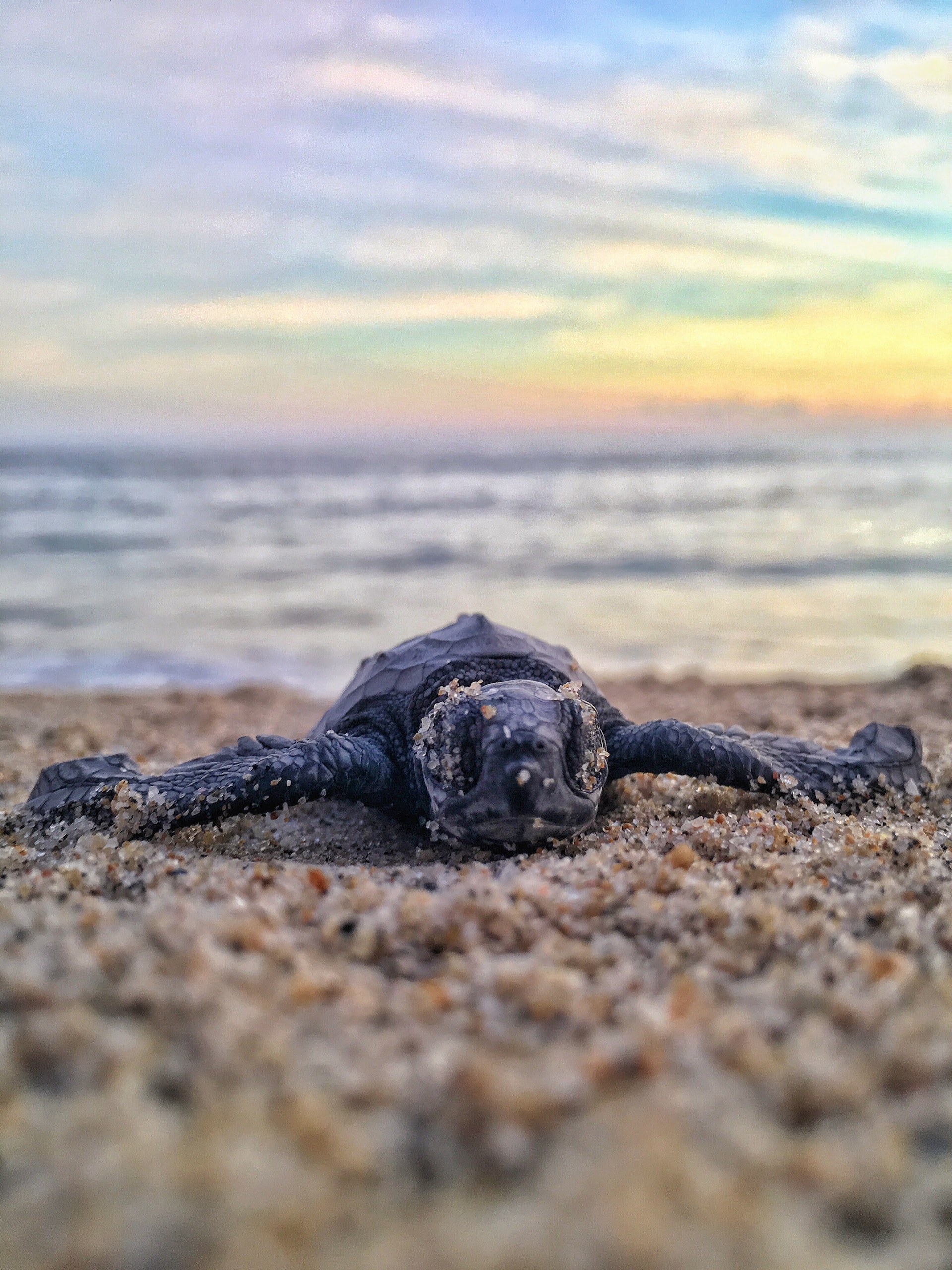 A turtle on sand and shingle