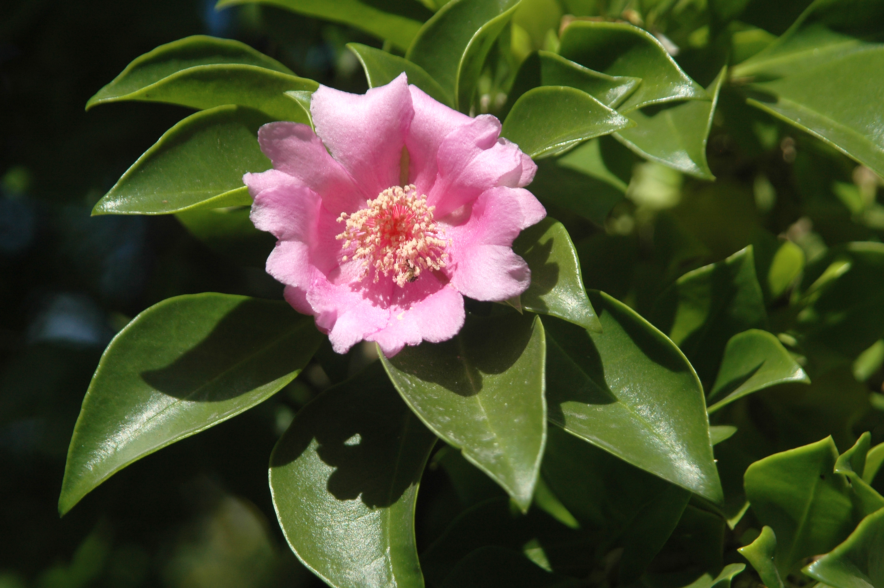 Rose flower in a bush in the Dominican Republic
