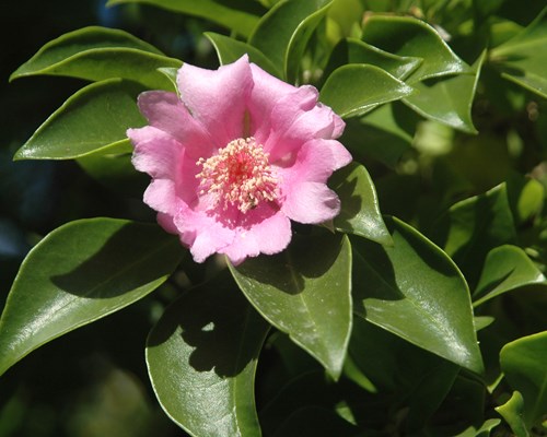 Rose flower in a bush in the Dominican Republic