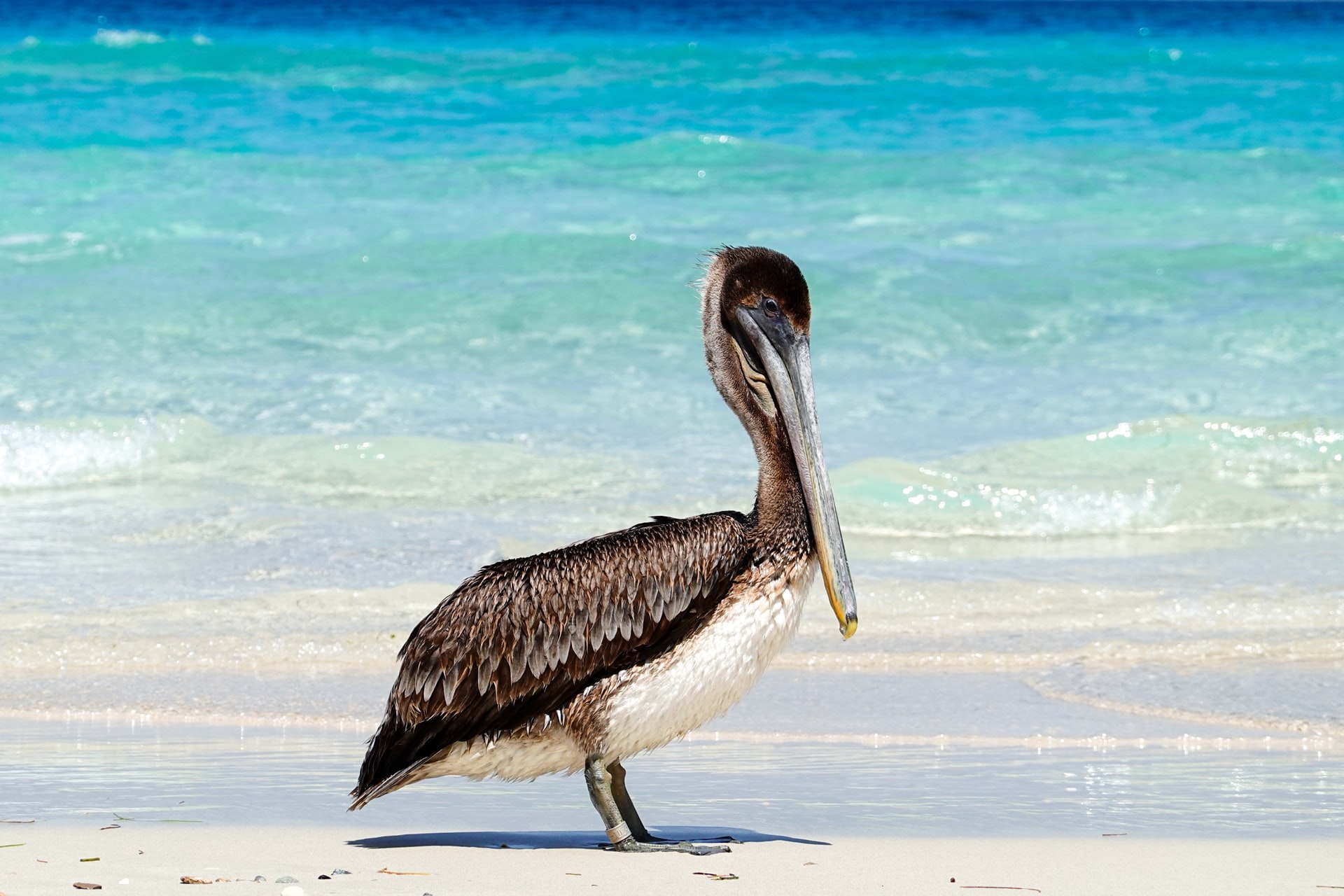Large grey bird walking along a tropical beach