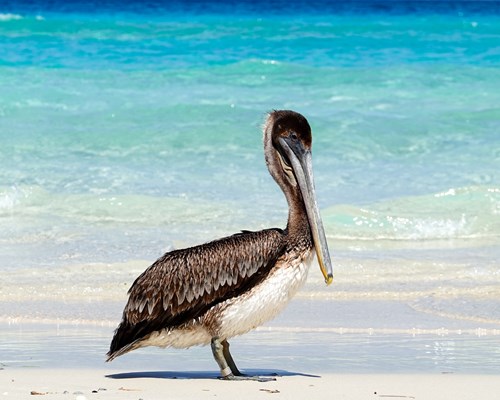 Large grey bird walking along a tropical beach
