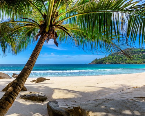 Large palm tree on tropical beach