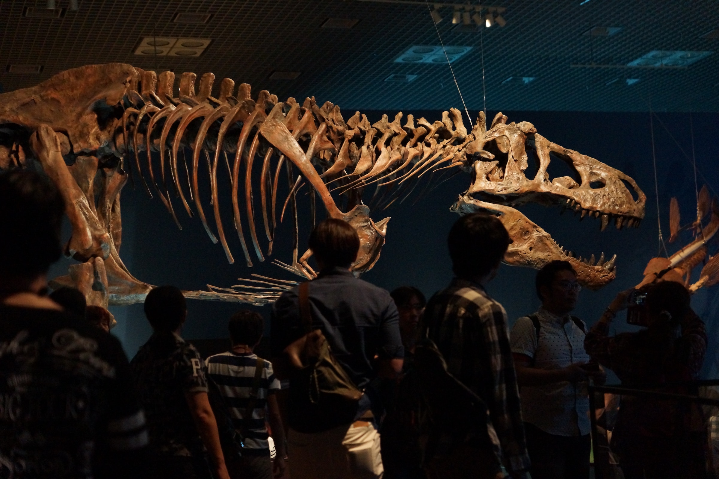A display of a dinosaur skeleton