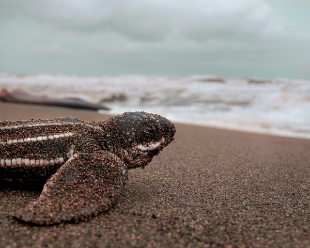 A baby leatherback sea turtle on a beach next to the sea