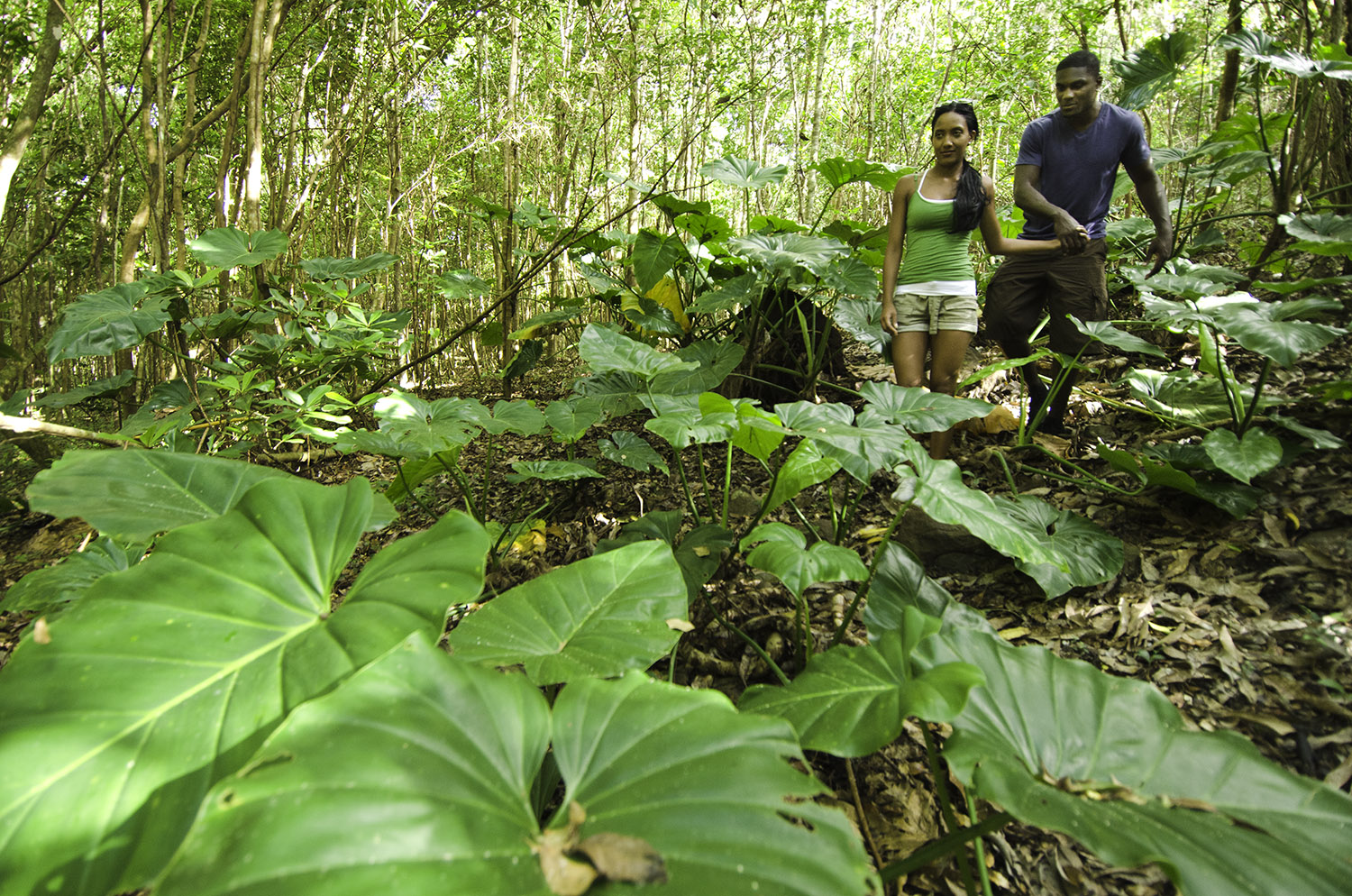 Couple hiking in green rainforest - Sage Mountain 