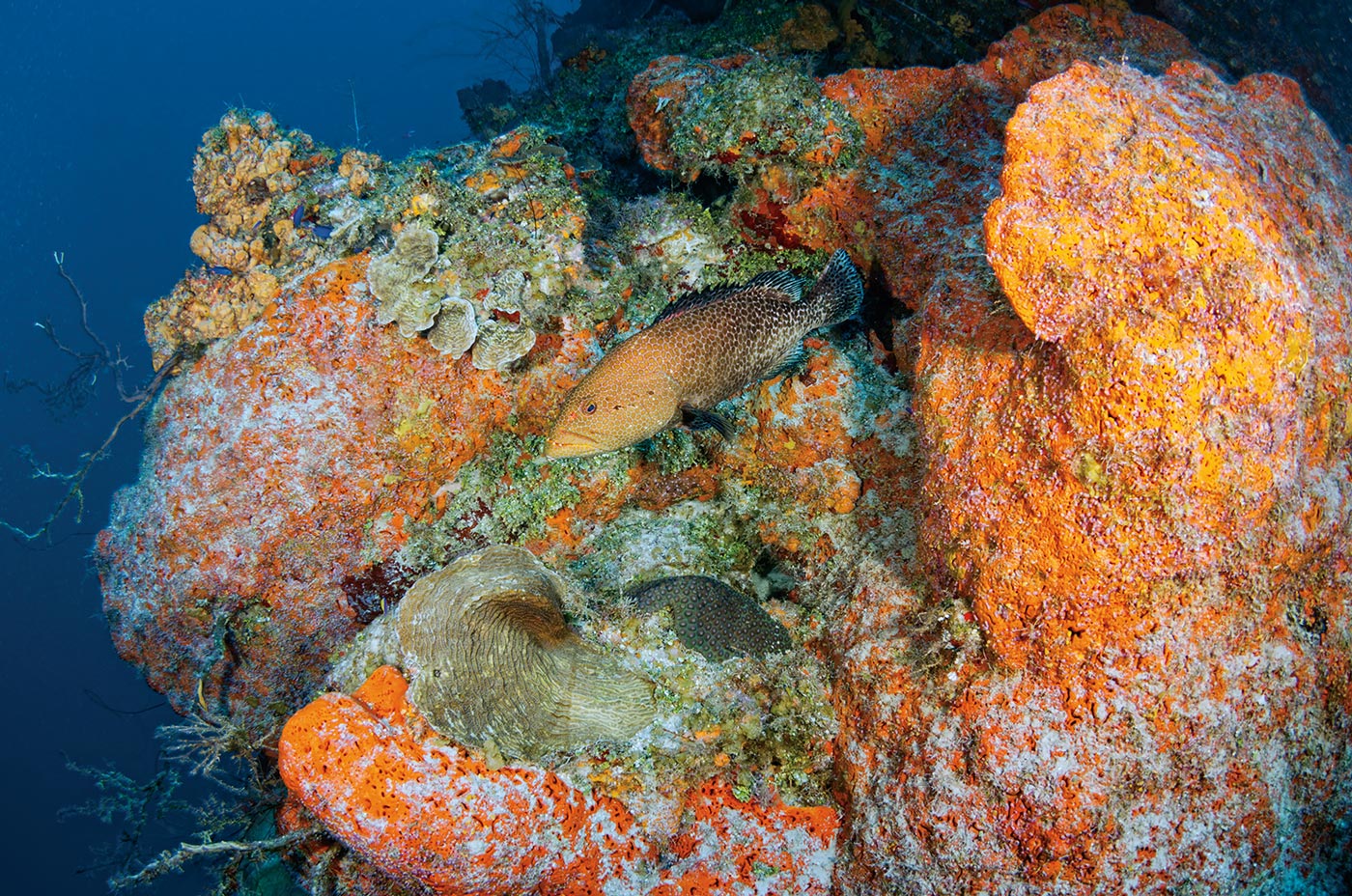  Large yellow and black fish swimming past an orange rock covered in coral 