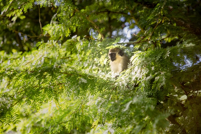 Barbados Green Monkey sitting in a tree