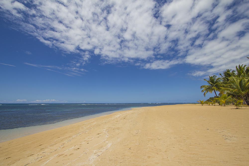 Wide golden sand beach edged by palm tree