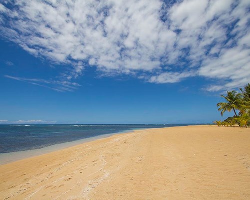 Wide golden sand beach edged by palm tree
