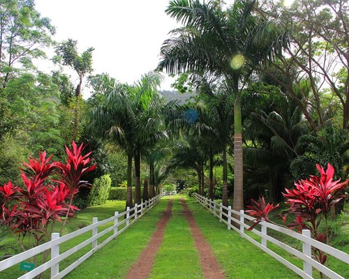 Trail through the trees at Jessamine Eden Garden