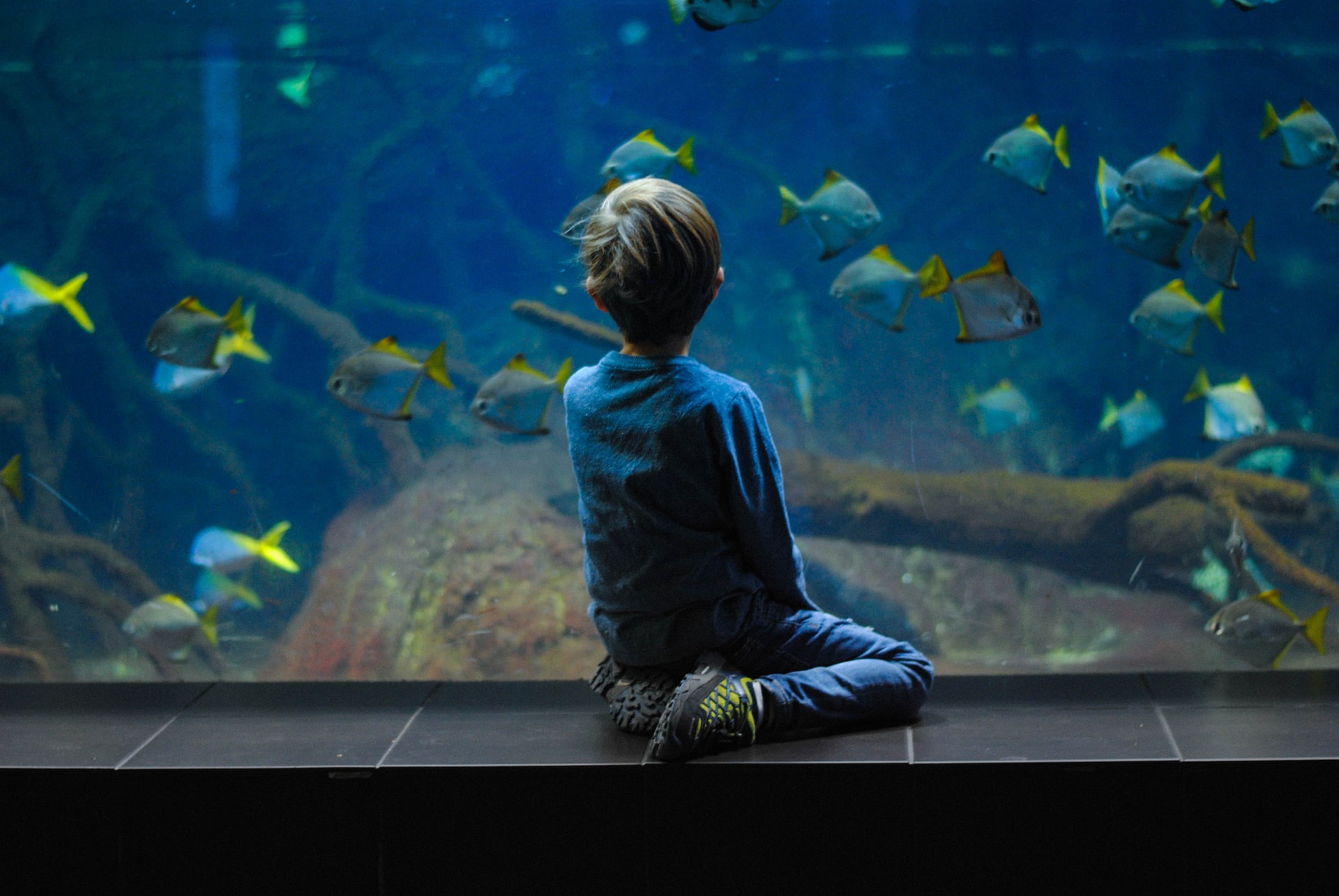  Young boy watching fish in an Aquarium 