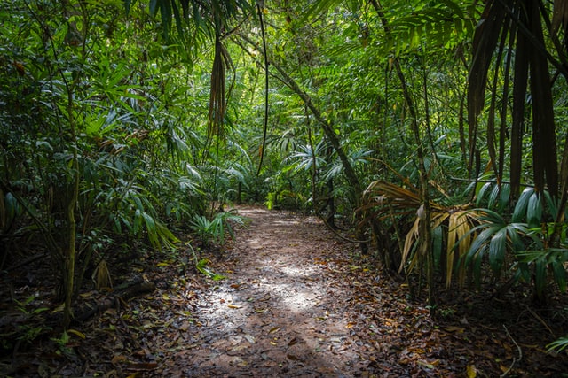 Muddy path through lush jungle