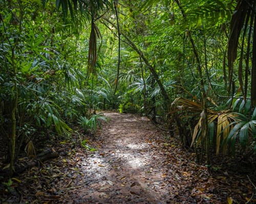 Muddy path through lush jungle