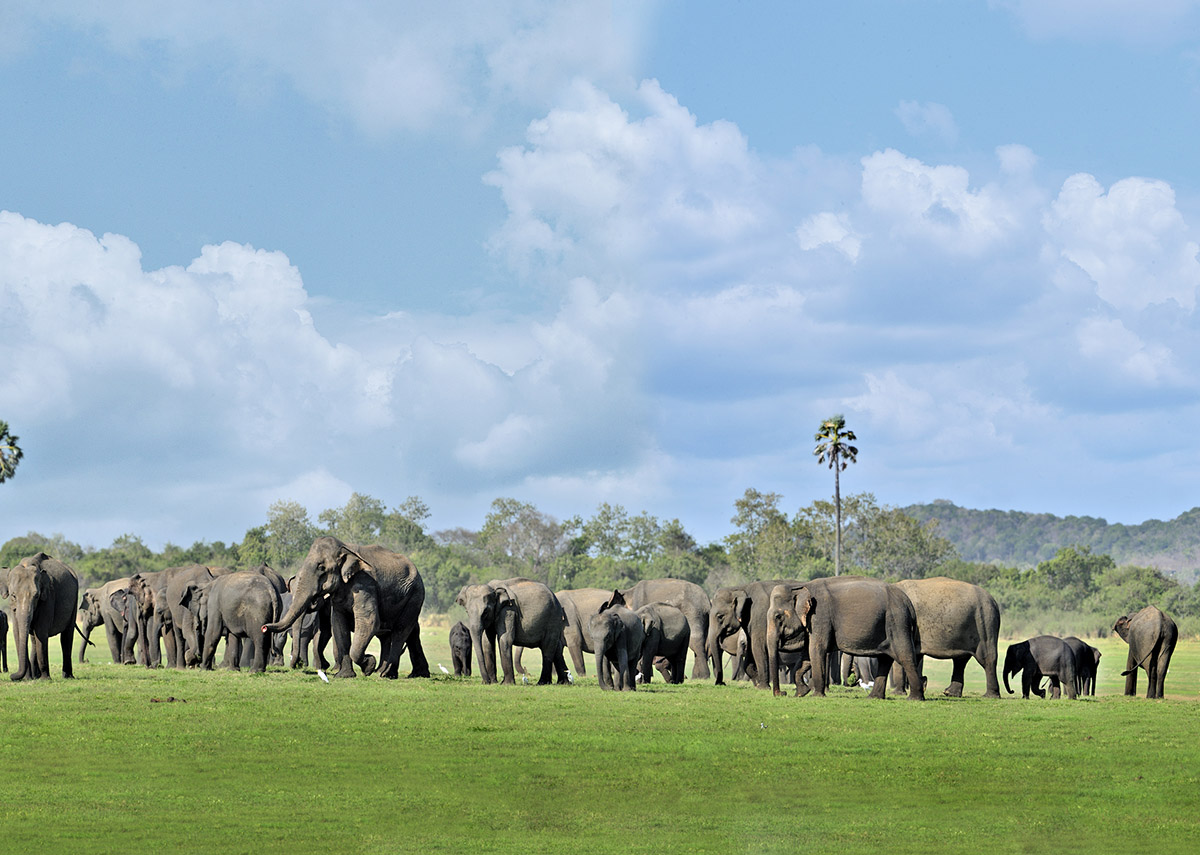 Herd of elephants on grasslands with mountains in the distance