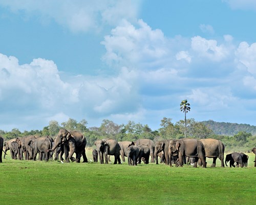 Herd of elephants on grasslands with mountains in the distance