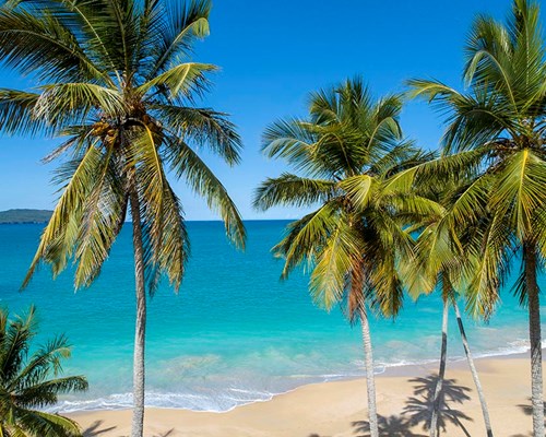 Palm trees swaying in the wind on a white sand tropical beach