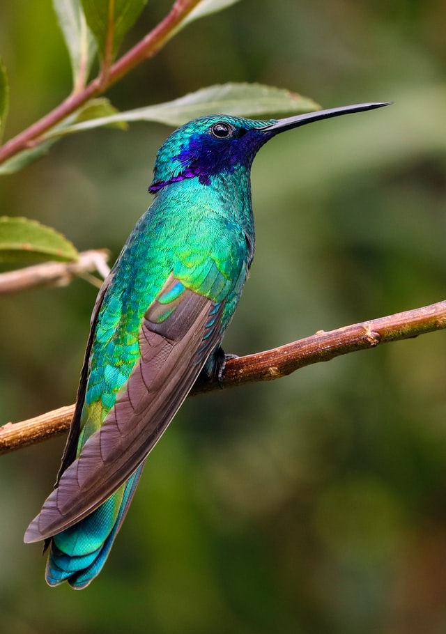 Small green and blue coloured bird sitting on a thin branch 