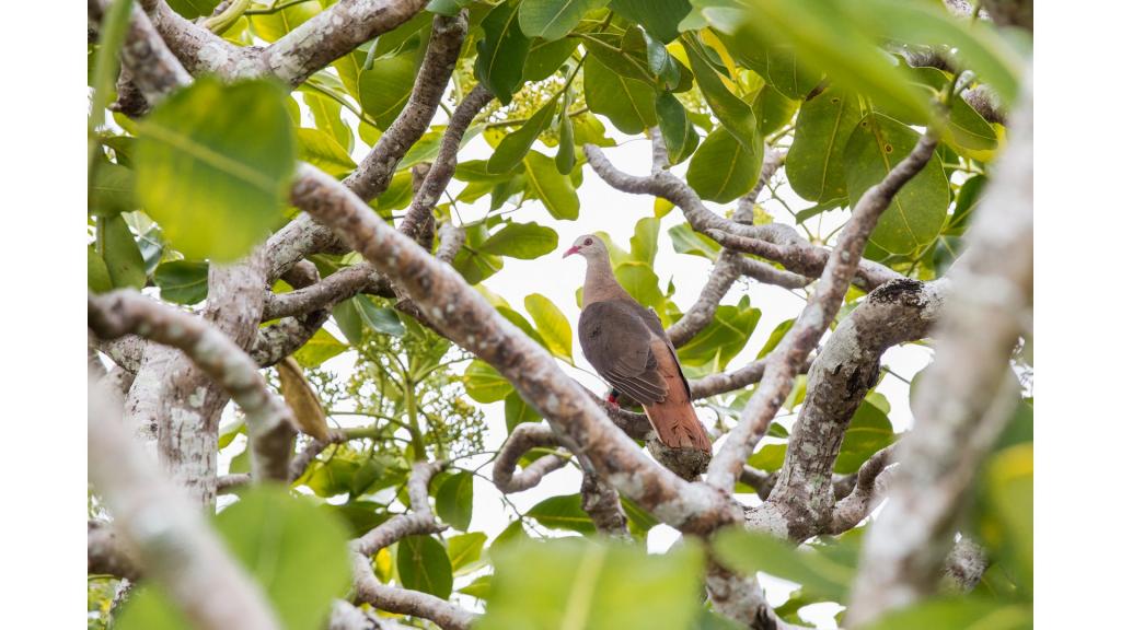 Exotic bird sitting on a branch in middle of a tree