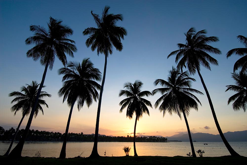 Palm trees silhouetted against the sun setting in the background