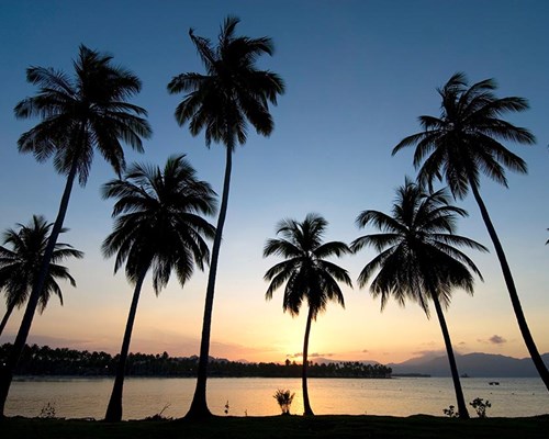 Palm trees silhouetted against the sun setting in the background