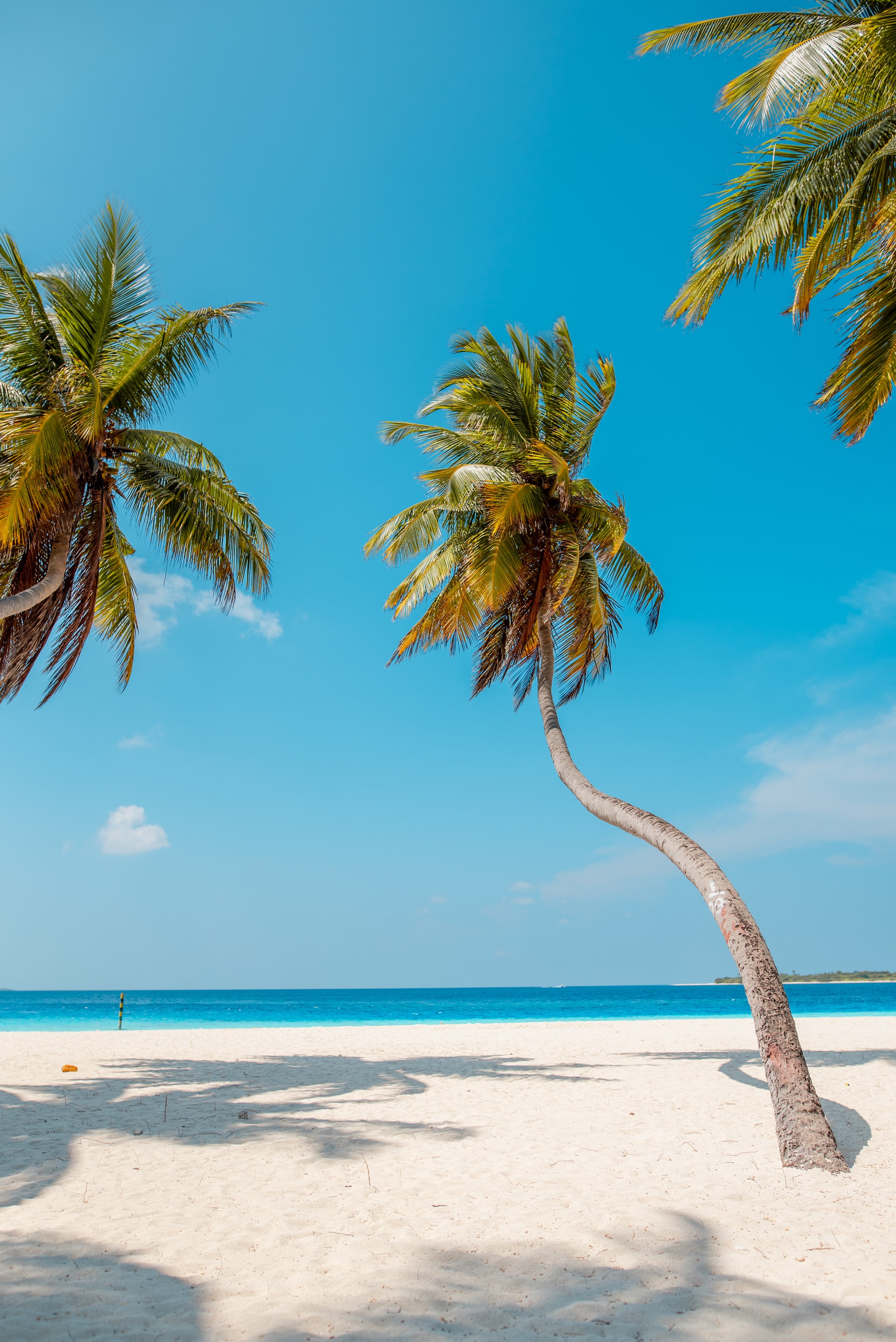 all palm tree with wonky trunk on a white sand beach