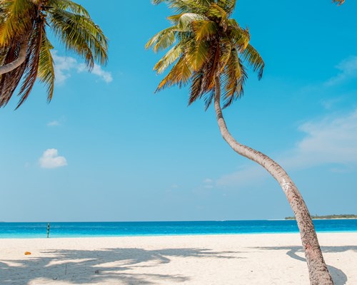 all palm tree with wonky trunk on a white sand beach