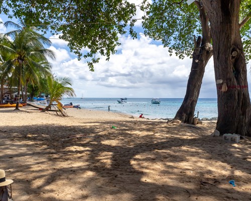 Tropical beach shaded by large palm trees