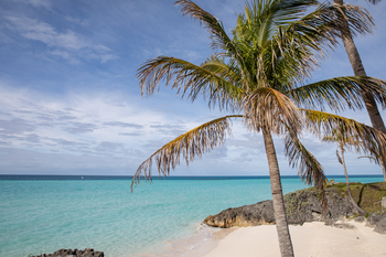 Palm tree overlooking turquoise sea with clear sky
