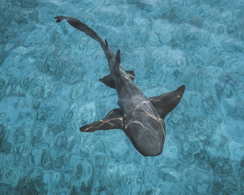 Nurse shark swimming in shallow clear blue water