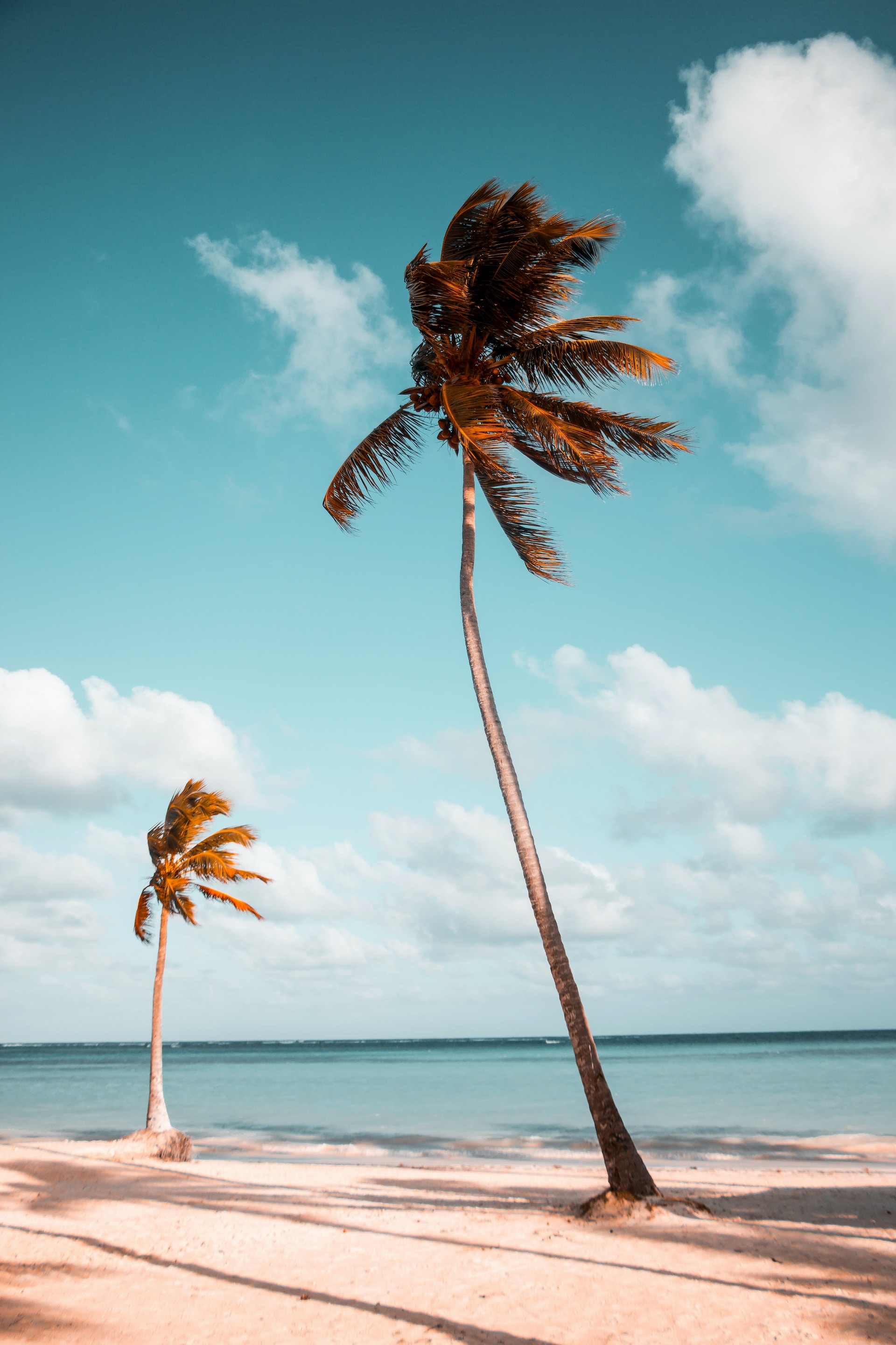 Empty beach with two swaying palm trees