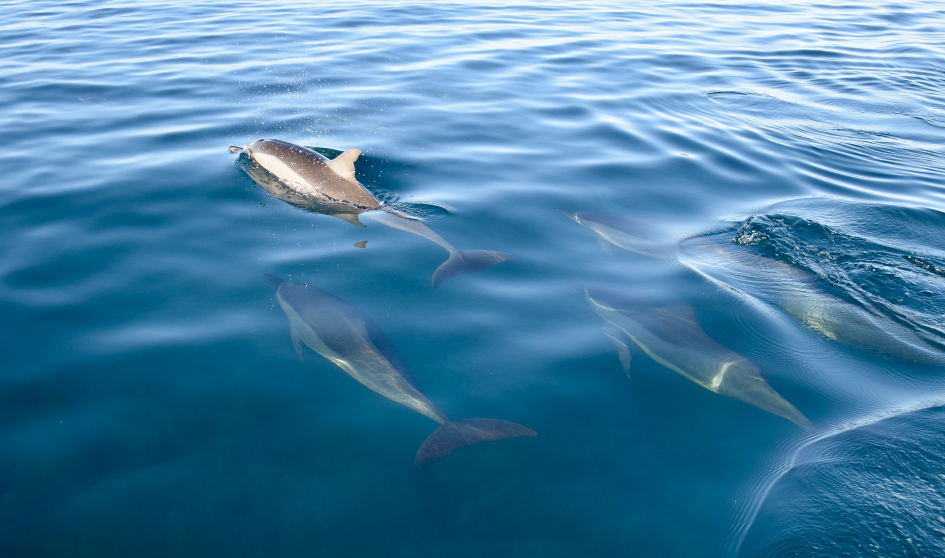 Four dolphins swimming in a blue sea