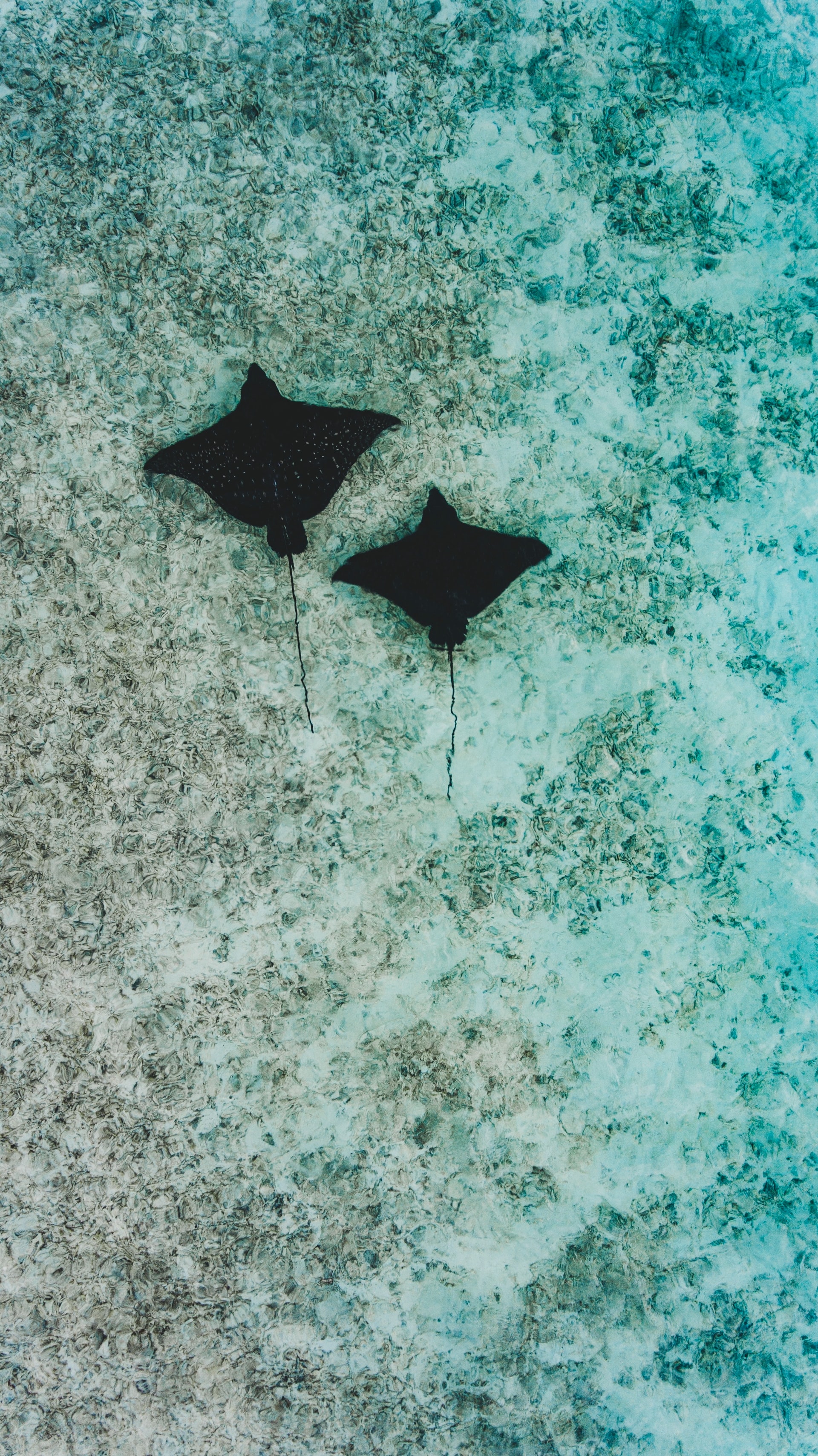 Two eagle rays gracefully swimming on the ocean sea floor