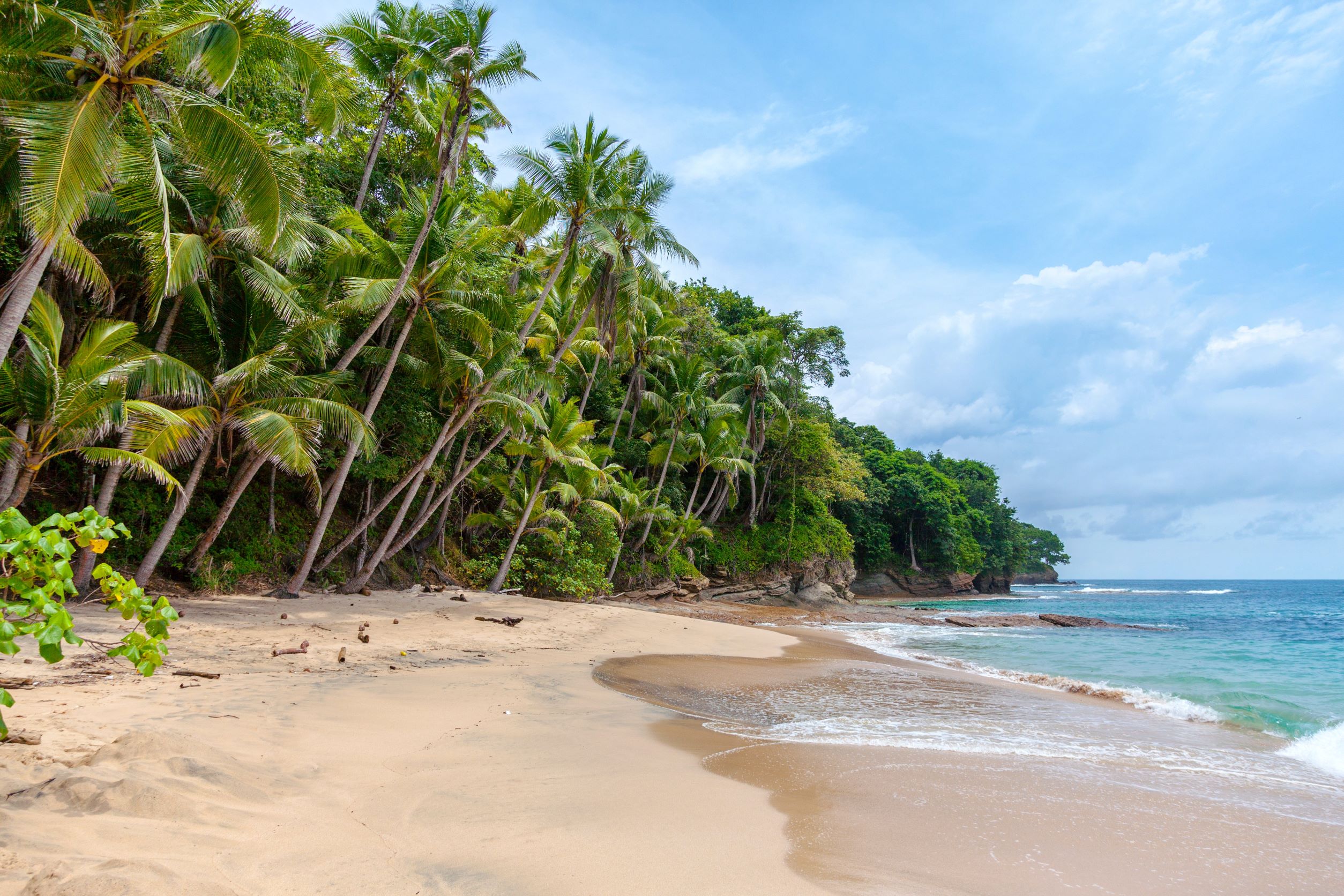 Vibrant green palms edging a tropical beach