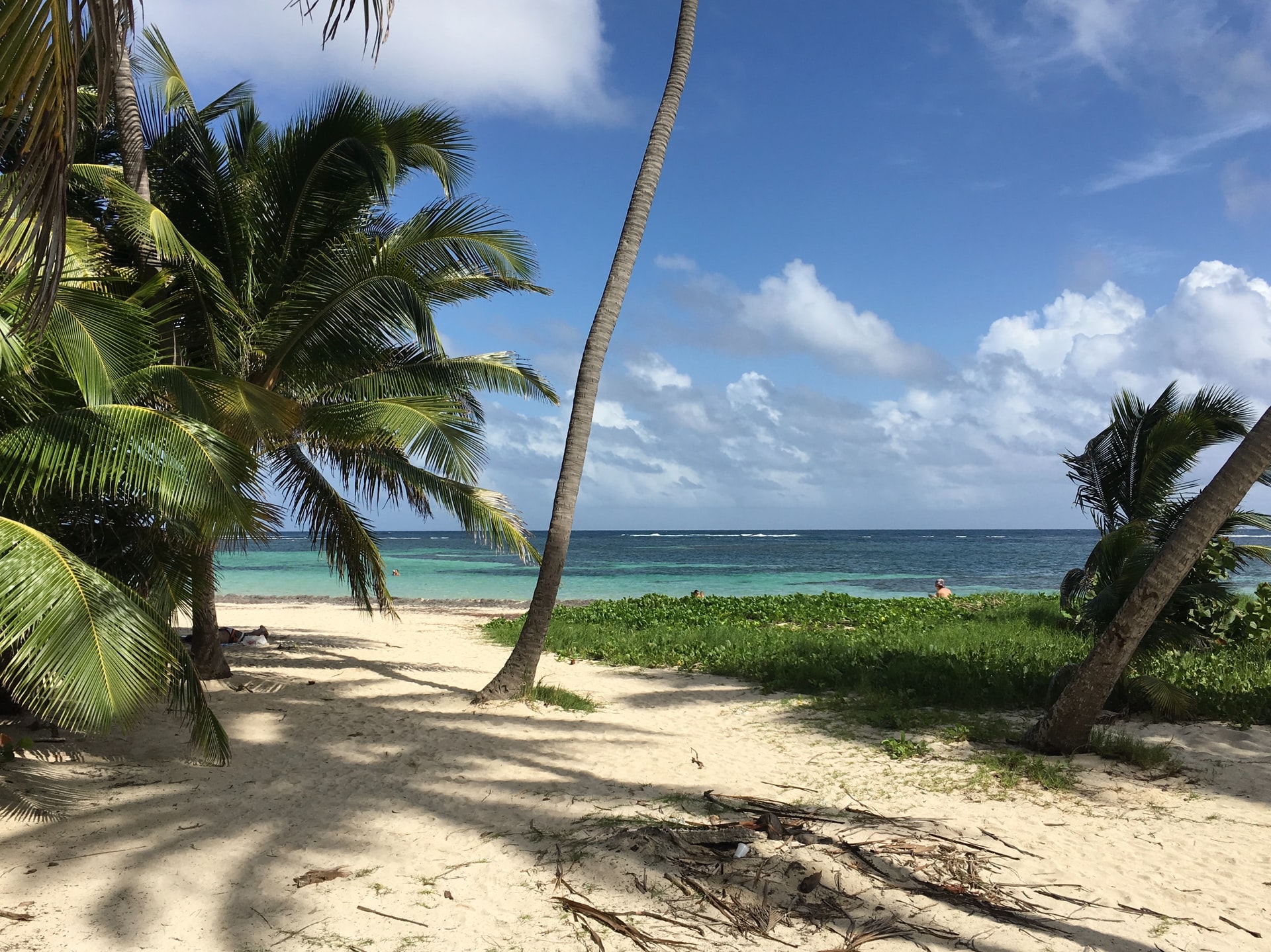 Palm trees on a wild tropical beach