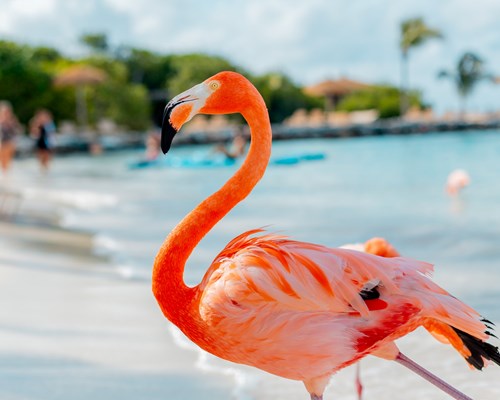 Two pink flamingos stood in the water next to some rocks at Flamingo beach