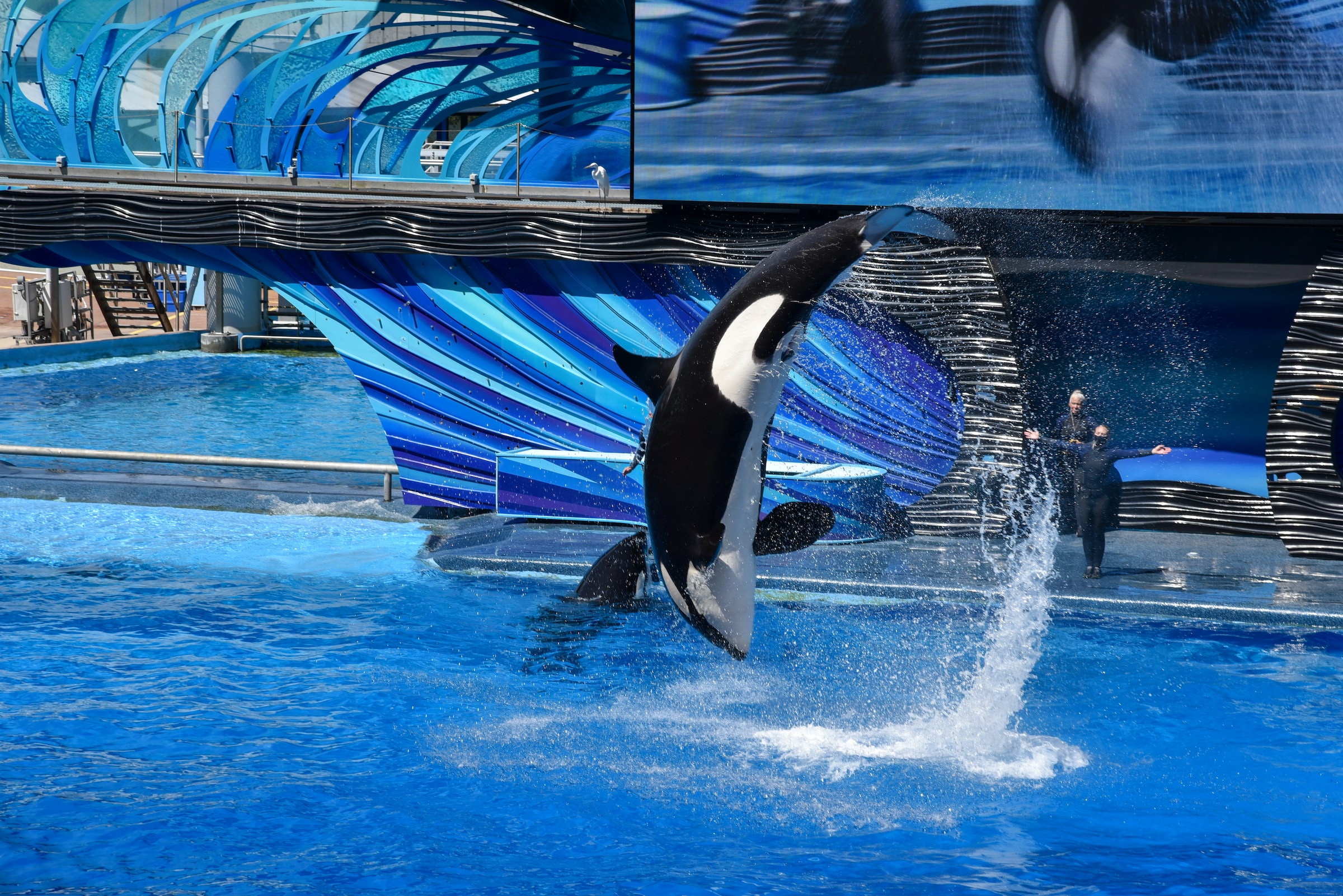 An orca doing a trick in the water