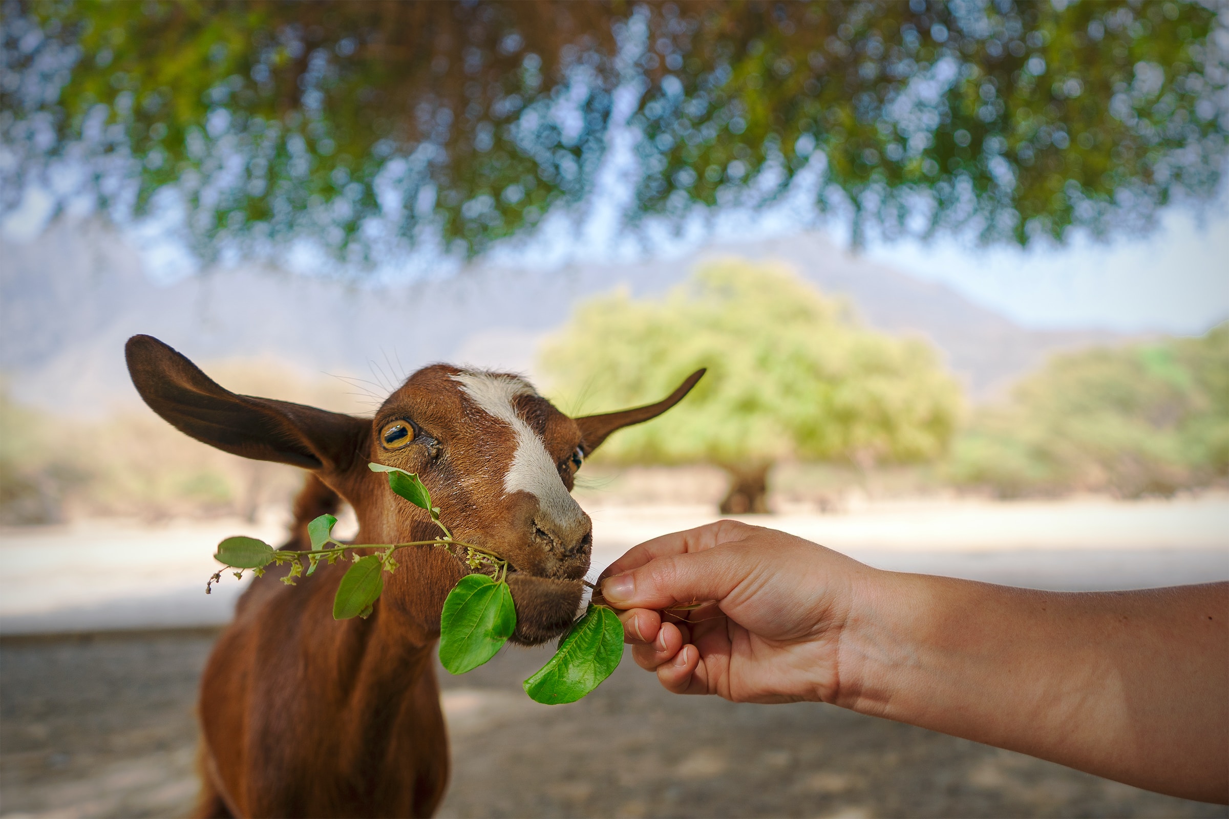 A person feeding a leaf stem to a brown goat