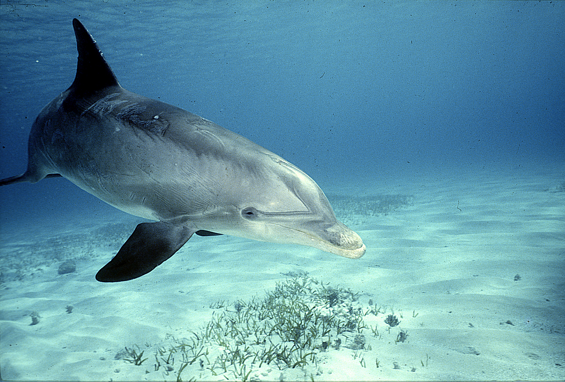 A dolphin swimming in clear tropical sea