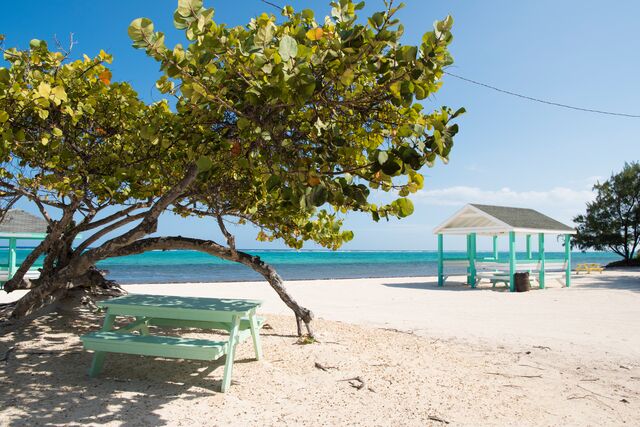 Blue benches on white sand with big tree and ocean in background  - West bay beach, Grand Cayman 