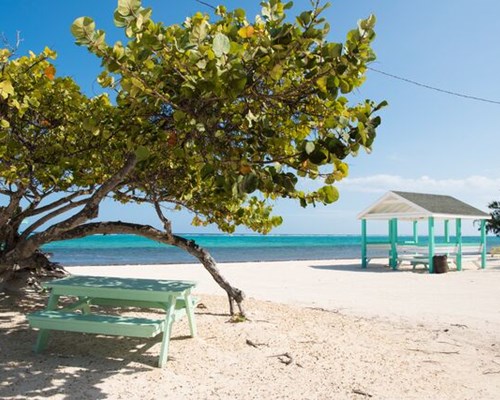 Blue benches on white sand with big tree and ocean in background  - West bay beach, Grand Cayman