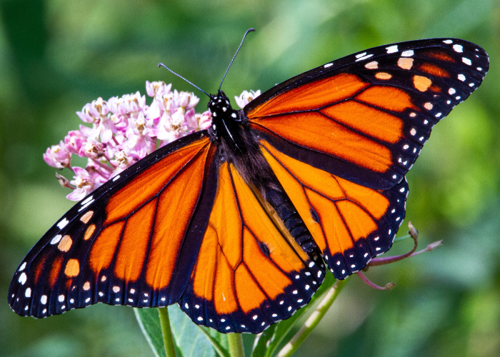 Bright orange and black buttery positioned on pink flowers