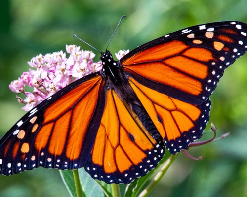 Bright orange and black buttery positioned on pink flowers