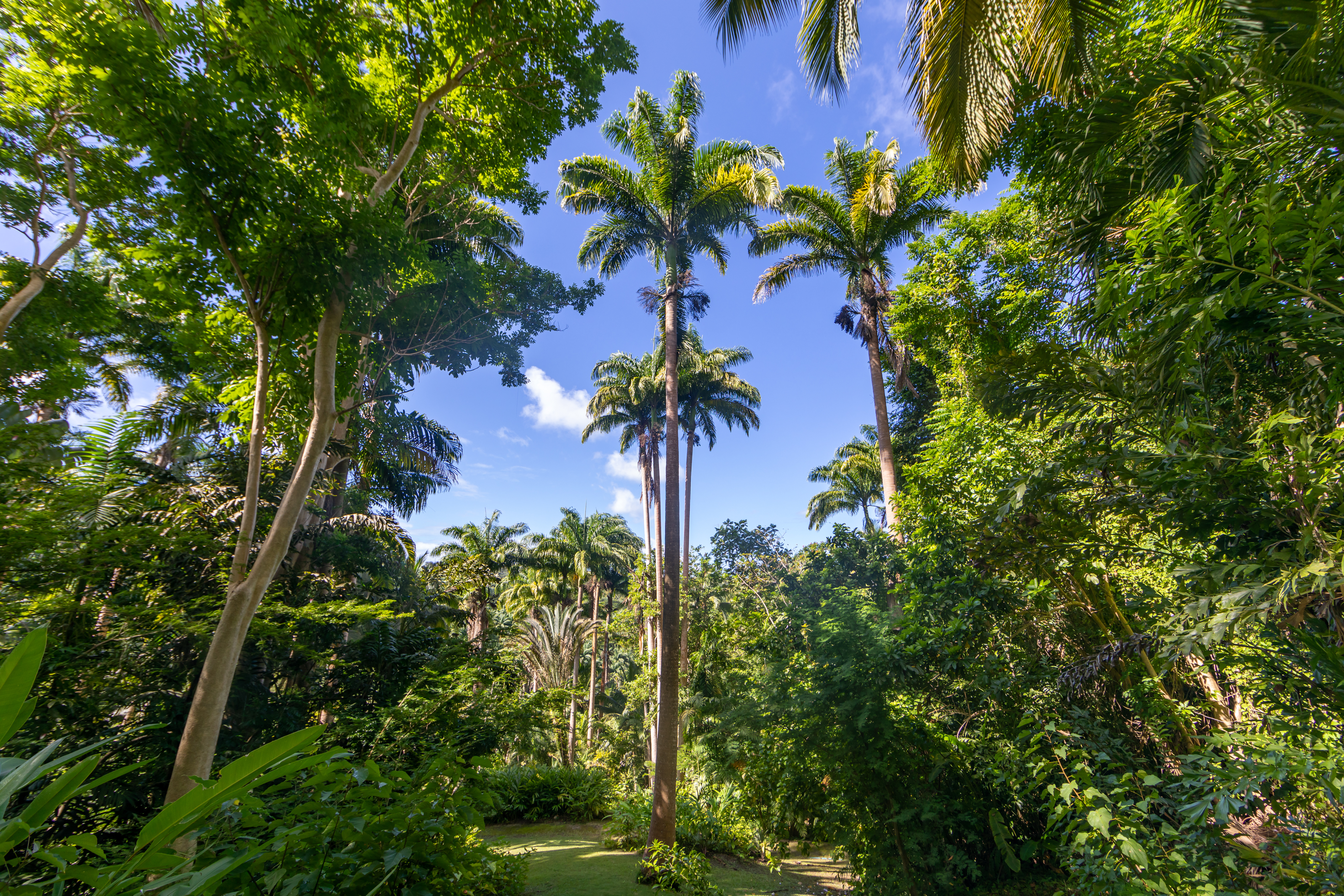 A garden of tall palm trees