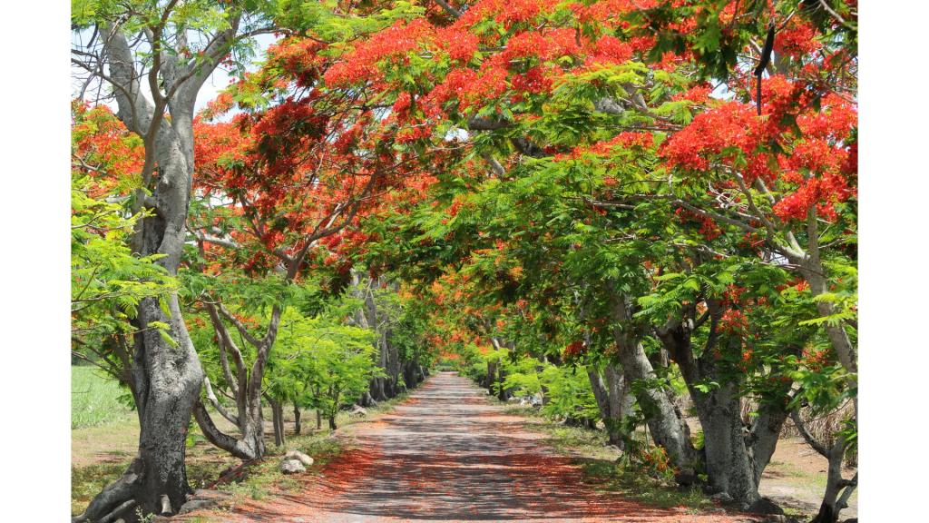 Blossomed red and green trees leaning over a straight cobalt path 