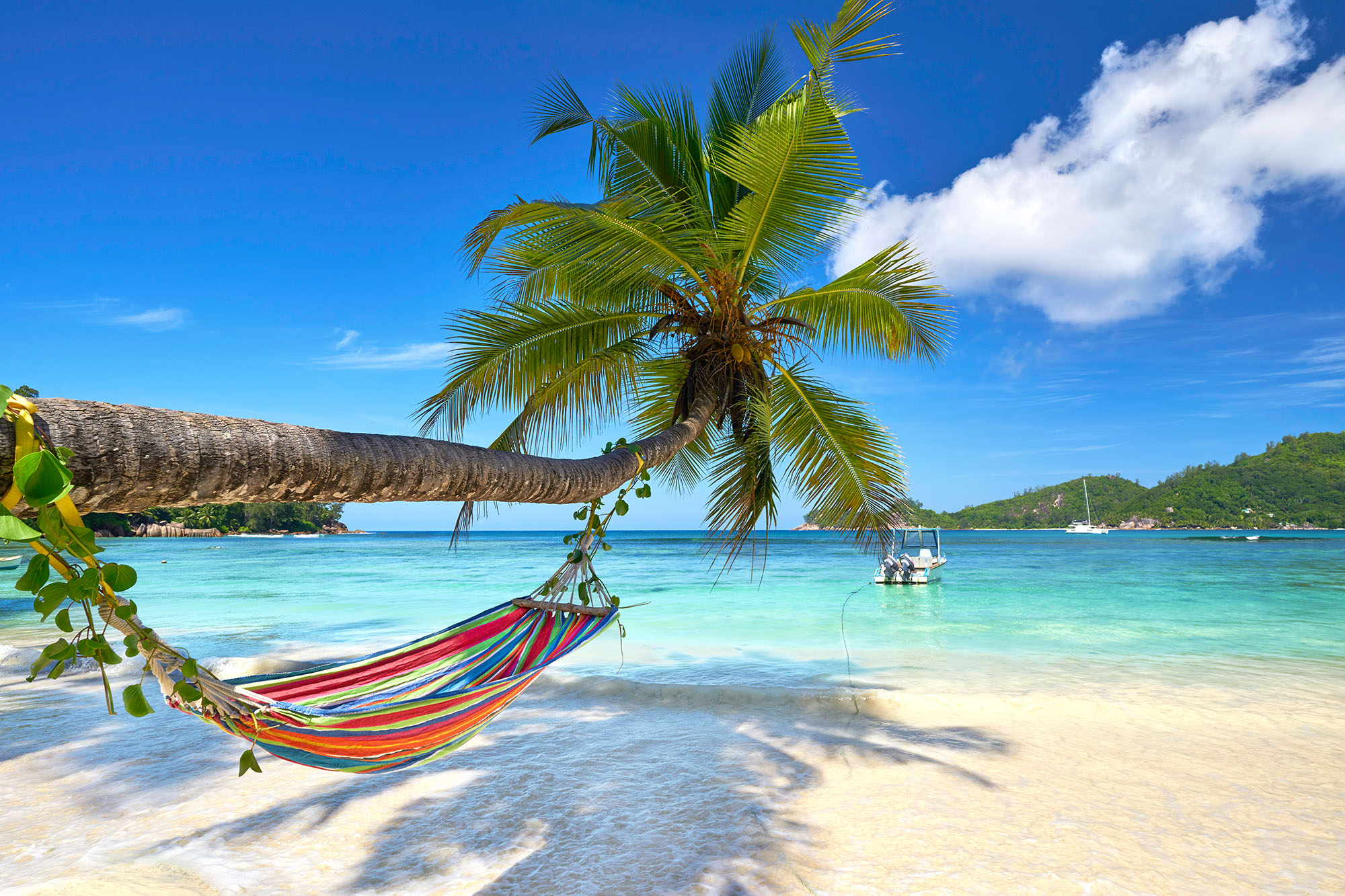 Colourful hammock hanging from a palm tree on a white beach